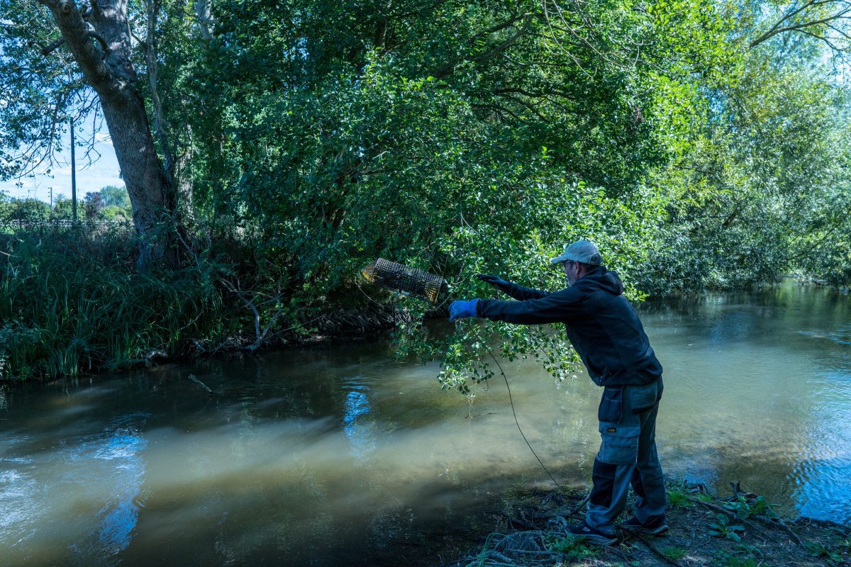 Kennet Crayfish