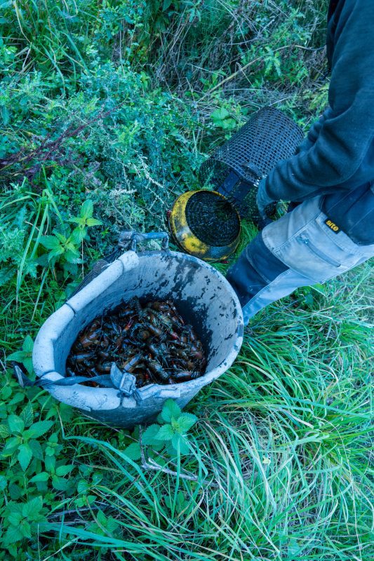 Kennet Crayfish