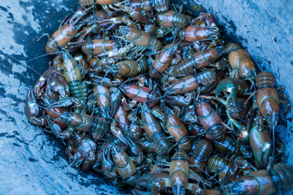 Kennet Crayfish