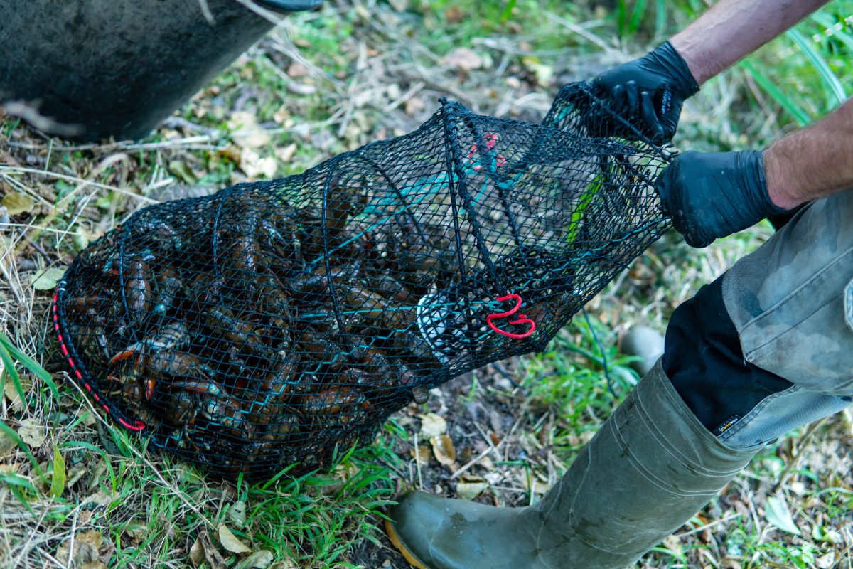 Kennet Crayfish