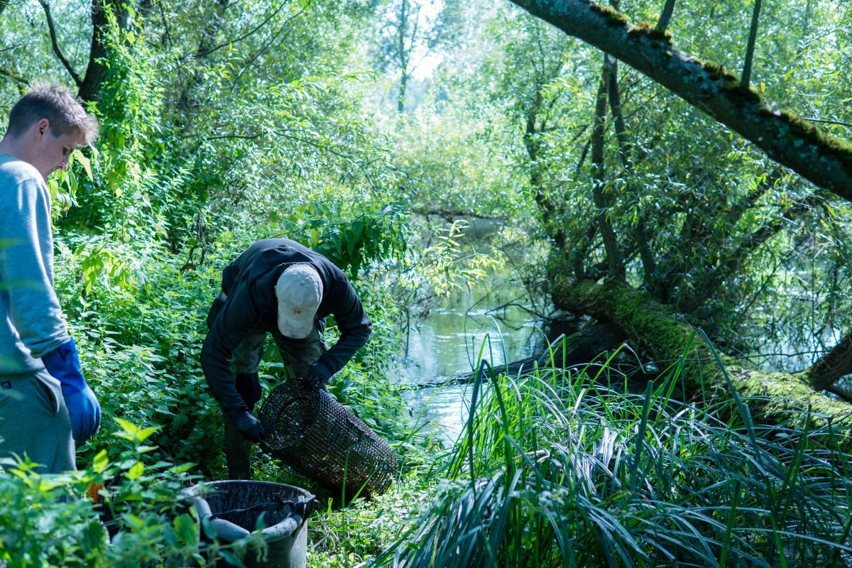 Kennet Crayfish