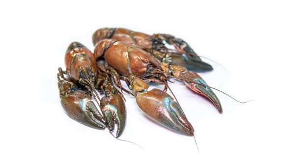 Freshly Chilled Crayfish - Image 2